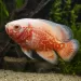 Астронотус Chili (Astronotus ocellatus)