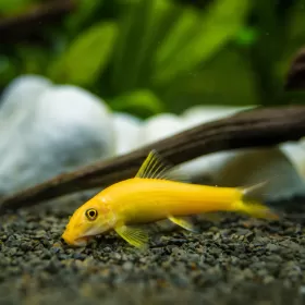 Аймуниера (Gyrinocheilus aymonieri)