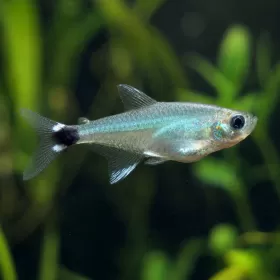 Афиохаракс (Aphyocharax nattereri)