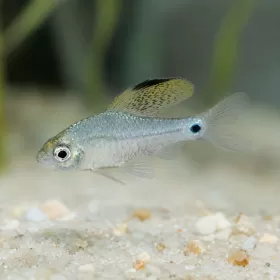 Барбус Drape Fin (Oreichthys crenuchoides)