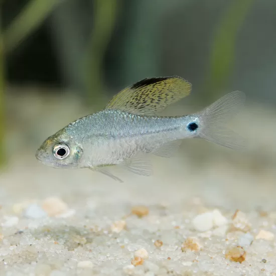 Барбус Drape Fin (Oreichthys crenuchoides) - 1
