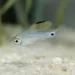 Барбус Drape Fin (Oreichthys crenuchoides)