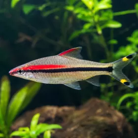 Барбус Денисони / Торпедо (Sahyadria denisonii)
