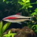 Барбус Денисони / Торпедо (Sahyadria denisonii)