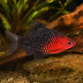 Нигрофасциатус (Amatitlania nigrofasciata)