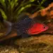 Нигрофасциатус (Amatitlania nigrofasciata)