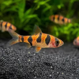 Барбус ромбов (Desmopuntius rhomboocellatus)