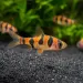 Барбус ромбов (Desmopuntius rhomboocellatus)