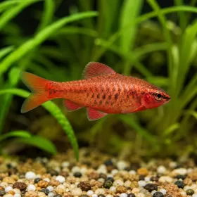 Вишнев барбус / Титея (Pethia titteya)
