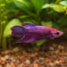 Женска бета (Betta splendens)