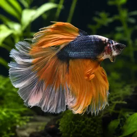 Бета Half Moon (Betta splendens Half Moon)