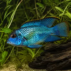 Акара Блу (Andinoacara pulcher)