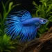 Бета Crowntail (Betta splendens Crowntail)