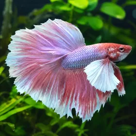 Бета Dumbo (Betta splendens Dumbo)
