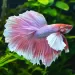 Бета Dumbo (Betta splendens Dumbo)
