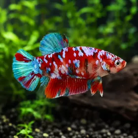 Бета High Grade (Betta splendens)