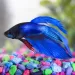 Бета - обикновена (Betta splendens)