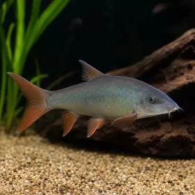 Боция Модеста (Yasuhikotakia modesta)