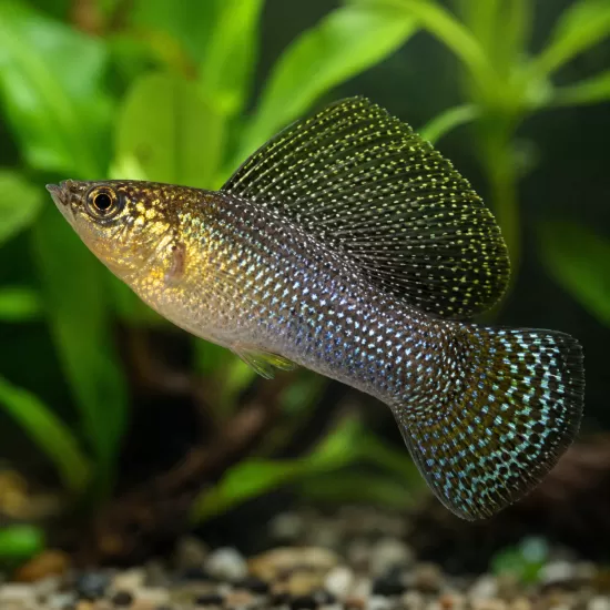 Велифера (Poecilia velifera) - 1