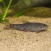 Гара руфа (Garra rufa)