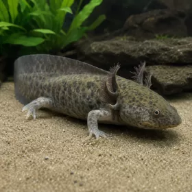 Аксолотъл / Амбистома (Ambystoma mexicanum)