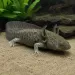 Аксолотъл / Амбистома (Ambystoma mexicanum) - 2
