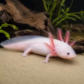 Аксолотъл / Амбистома (Ambystoma mexicanum)
