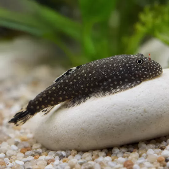 Гастромизон (Gastromyzon sp.) - 1