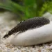 Гастромизон (Gastromyzon sp.)