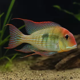 Геофагус Тапайос (Geophagus sp. “Tapajos Red Head”)