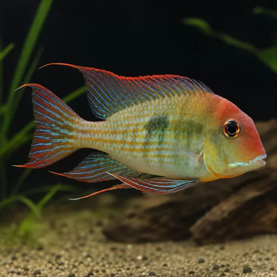 Геофагус Тапайос (Geophagus sp. “Tapajos Red Head”) - 1
