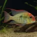 Геофагус Тапайос (Geophagus sp. “Tapajos Red Head”)