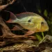 Геофагус винемилери (Geophagus winemilleri)