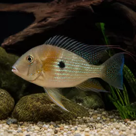 Геофагус Хекел (Acarichthys heckelii)