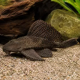 Гибицепс (Pterygoplichthys gibbiceps)