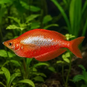 Глазолепис (Glossolepis incisus)