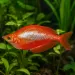 Глазолепис (Glossolepis incisus)