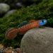 Гоби - Red Neon (Stiphodon atropurpureus)