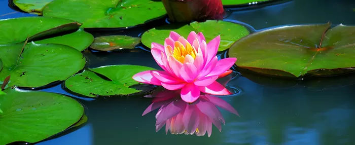 проверка на стойностите на водата на градинското езеро