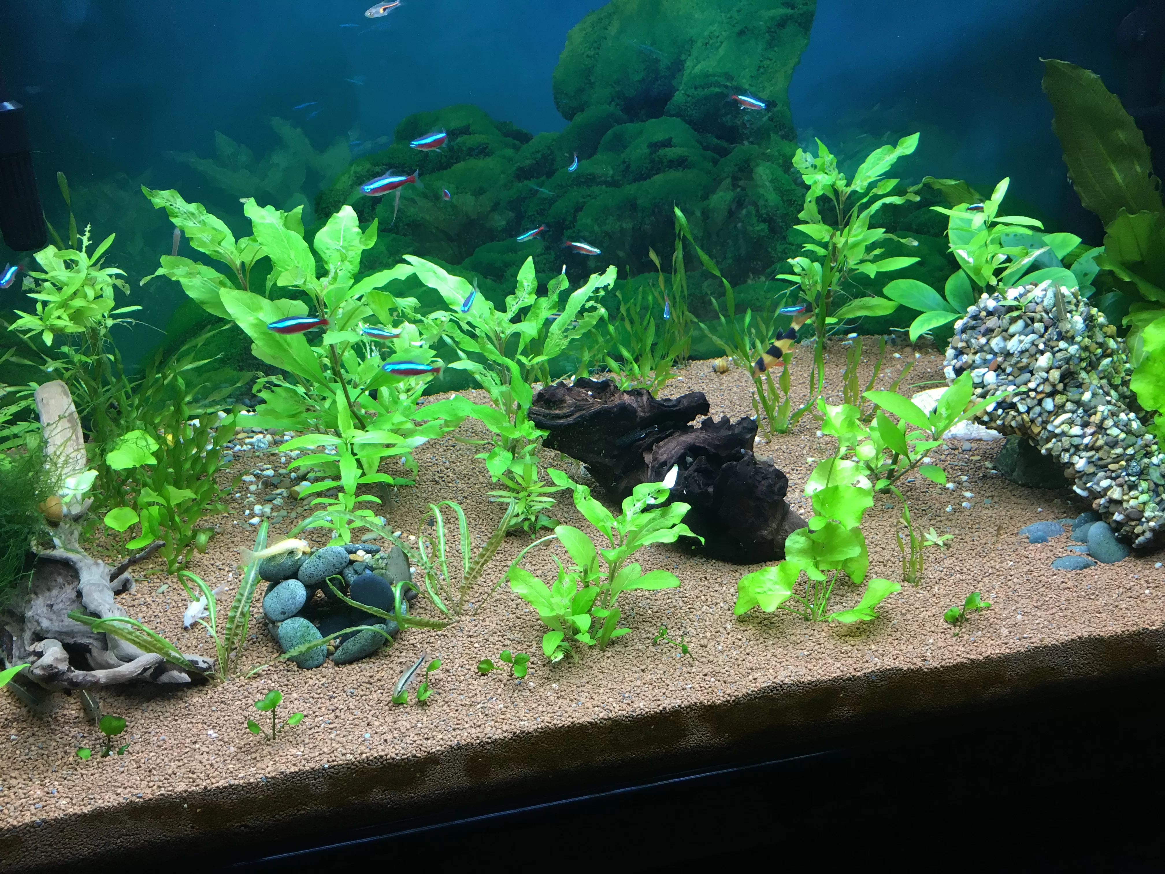 проверка на параметрите на водата в аквариума