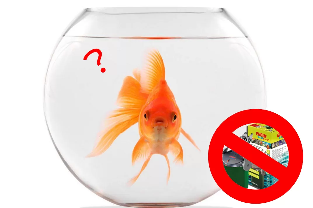 размер на аквариума подходящ за златна рибка