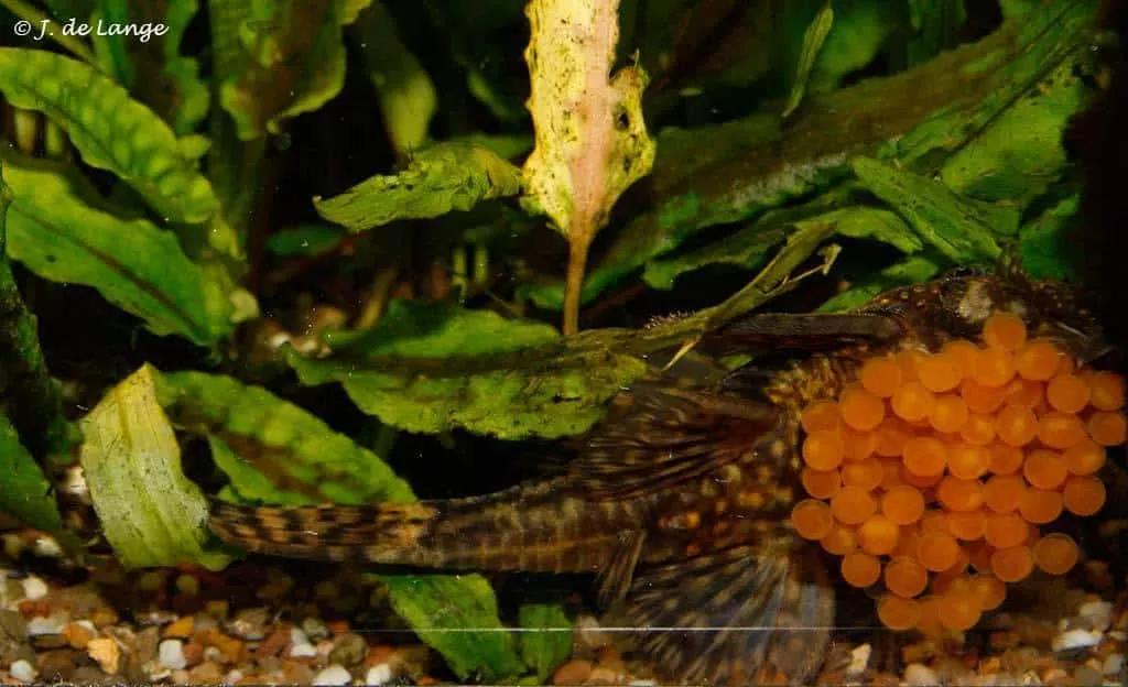 развъждане на Анциструси