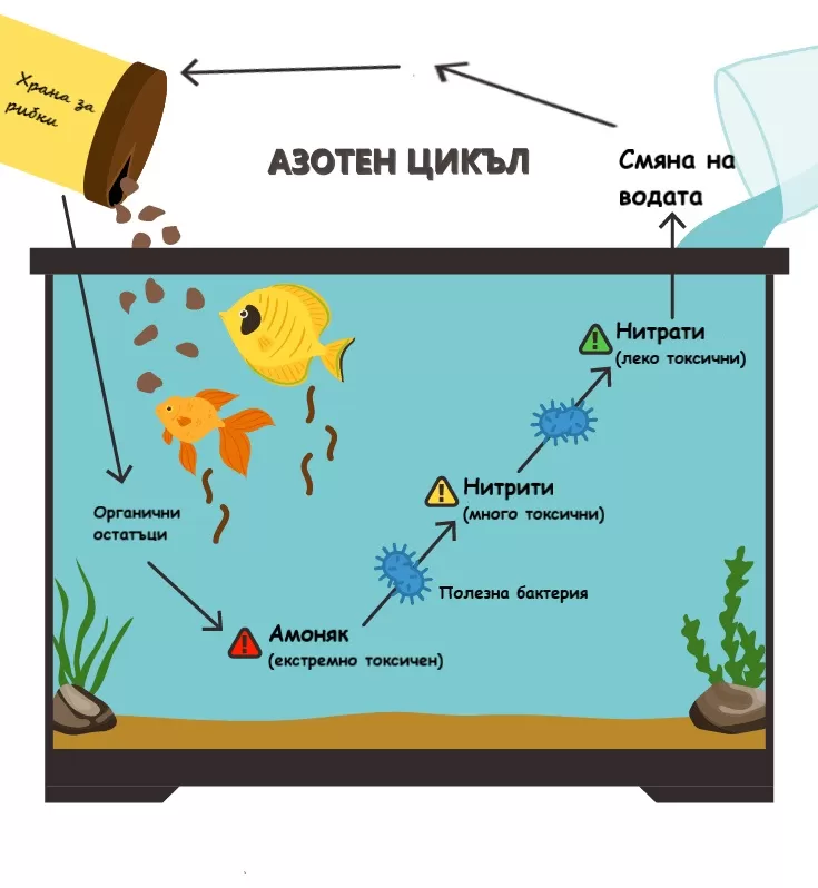 азотен цикъл в аквариума