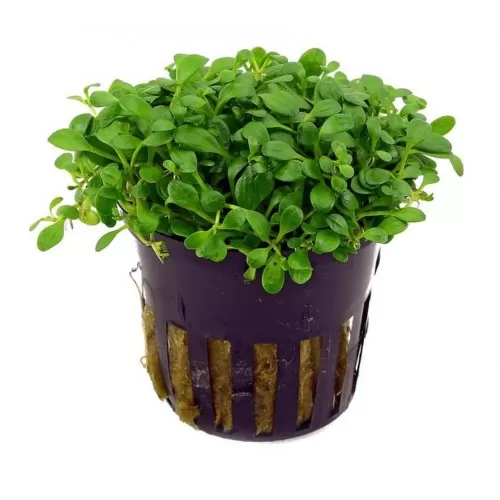 Глосостигма