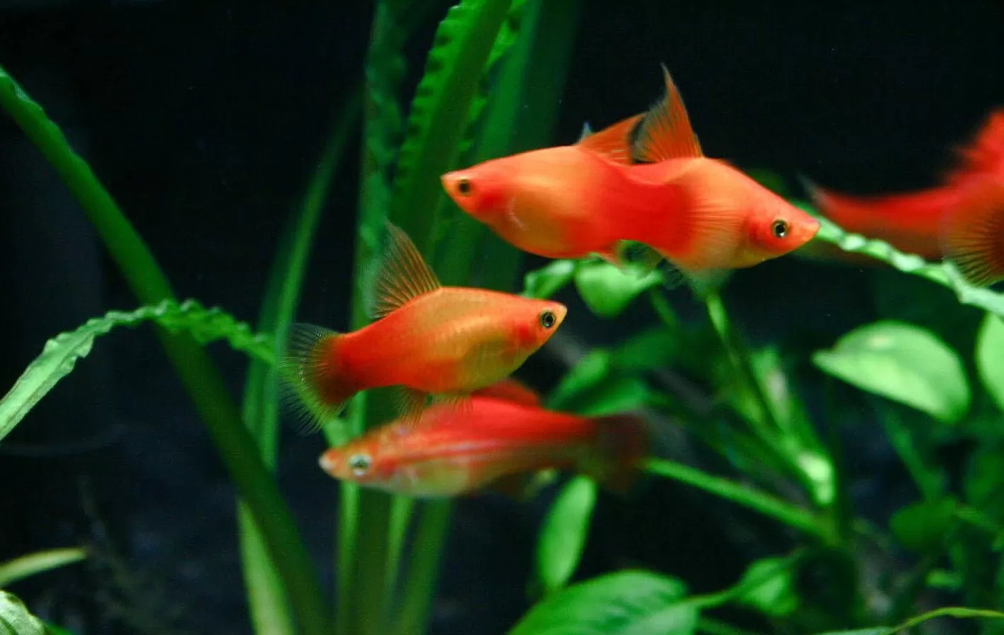 Xiphophorus maculatus)