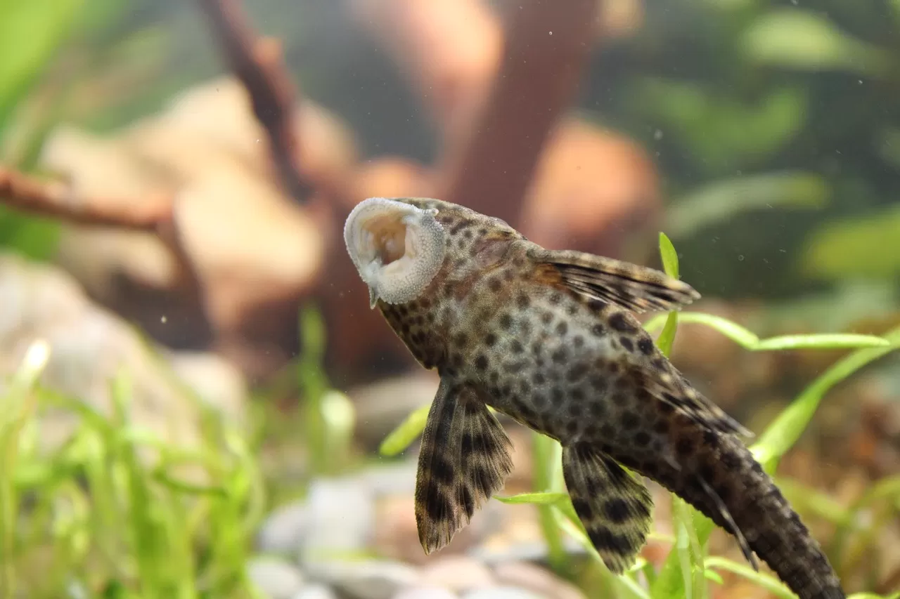 Отглеждане на Анциструси