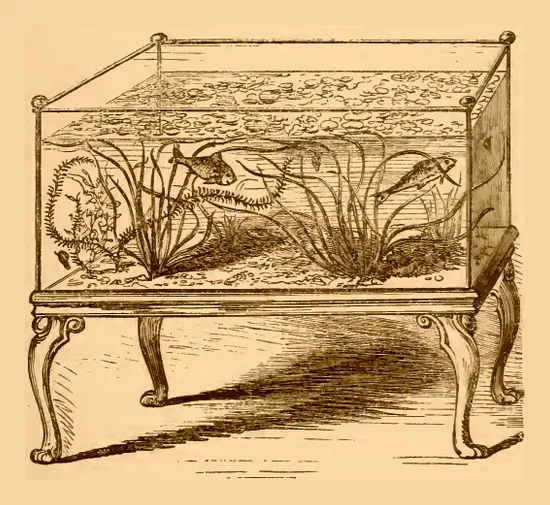 развитие на аквариума