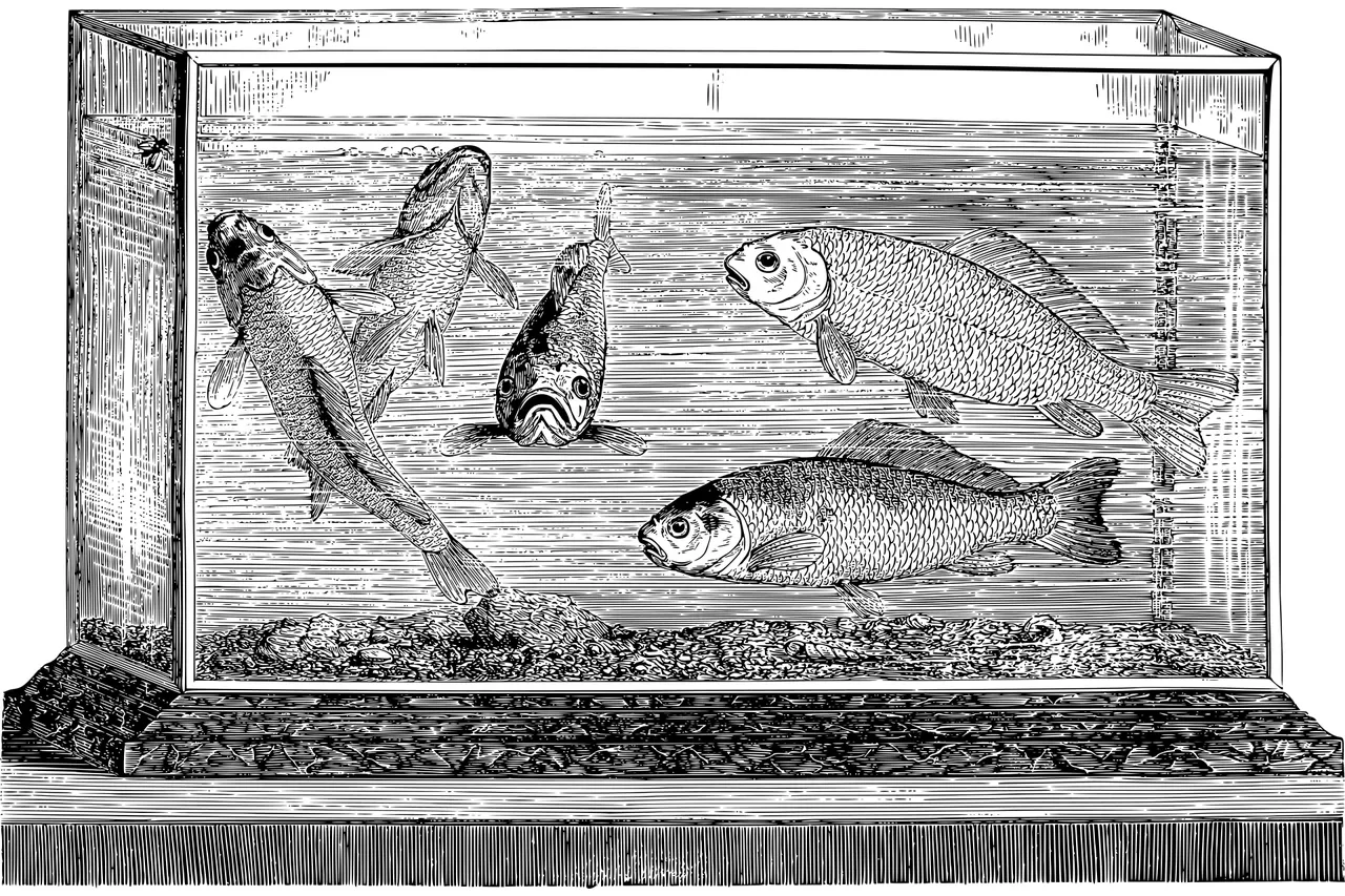 история на аквариумите