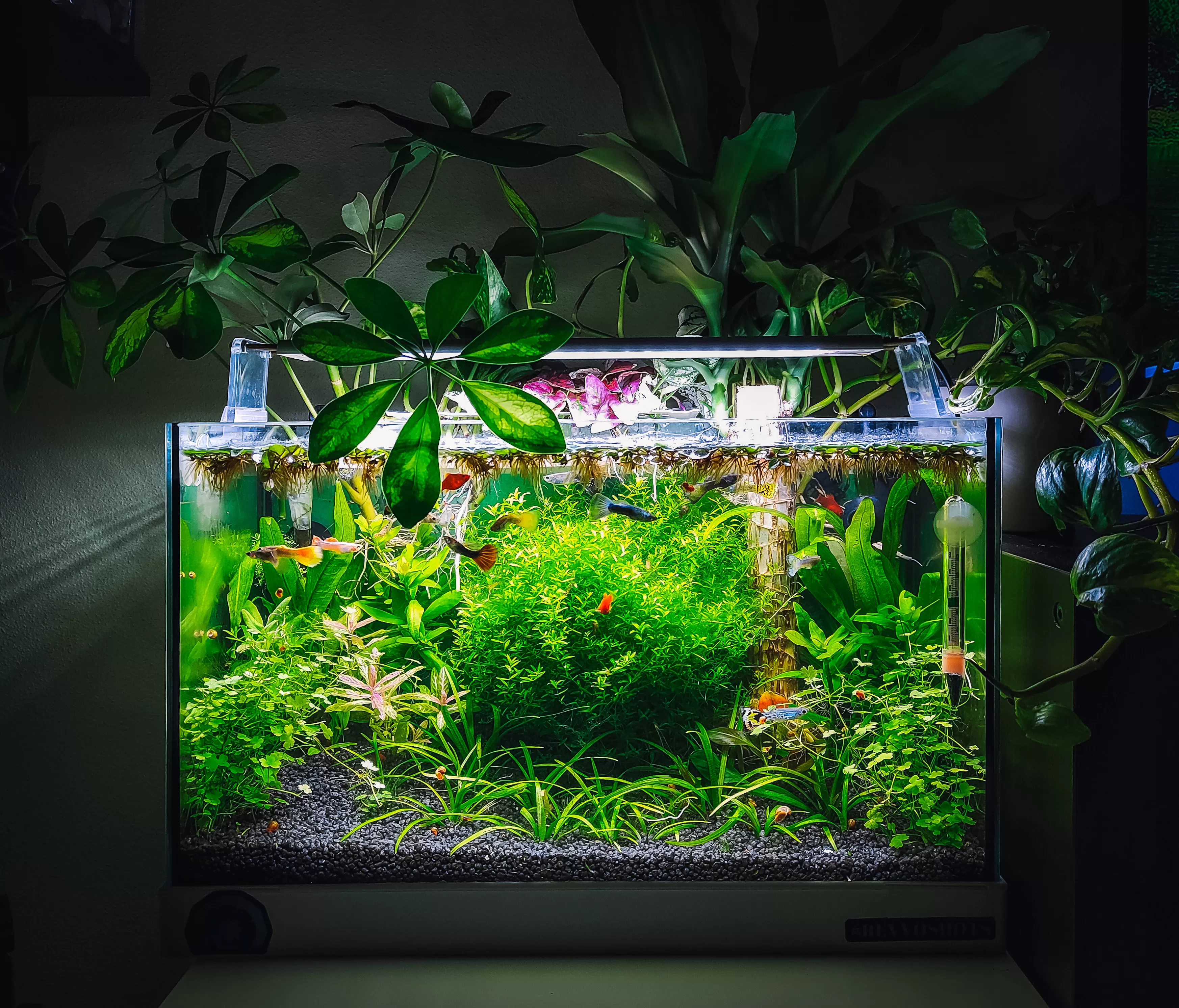 Какво е Палудариум