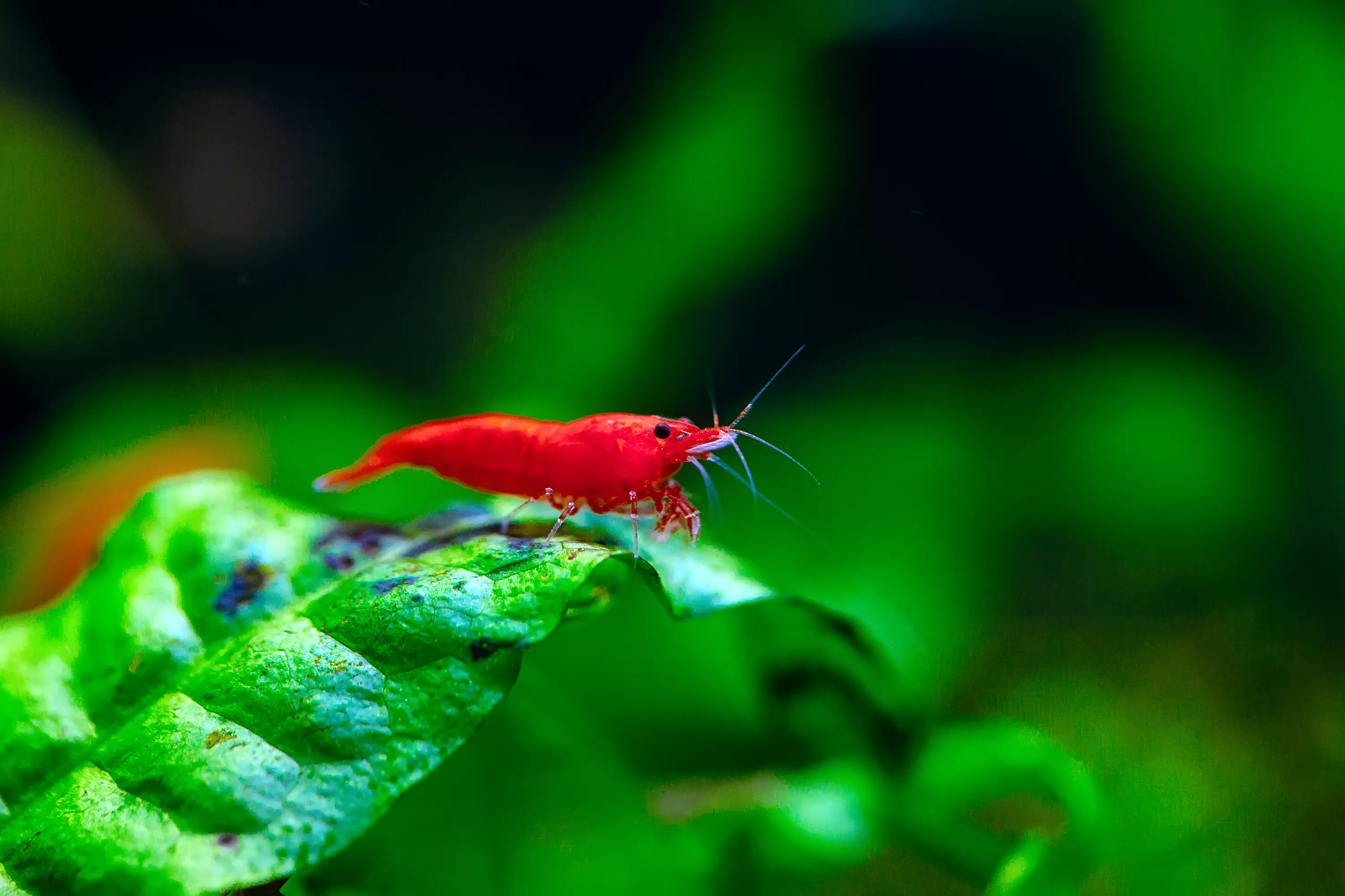 аквариум за скариди